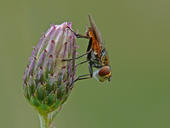 Breitflügelige Raupenfliege - Ectophasia crassipennis 01