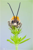 Langhornbiene - Eucera species 01 kND