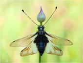 Libellen-Schmetterlingshaft - Libelloides coccajus 04