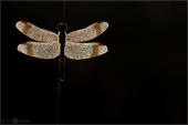 Gebänderte Heidelibelle - Sympetrum pedemontanum 02 kND. Das Foto dieser Gebänderten Heidelibelle entstand im vollen Gegenlicht kurz nach Sonnenaufgang im Moor.