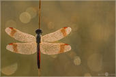 Gebänderte Heidelibelle - Sympetrum pedemontanum 04 kND. Zu sehen ist ein Männchen der Gebänderten Heidelibelle im morgendlichen Tau.