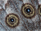 Mauerfuchs - Lasiommata megera 01 kND. Auf der Hinterflügelunterseite des Mauerfuchses sind diese beiden sogenannten Augen zu sehen. [Zuchtfoto]