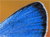 Alexis-Bläuling - Glaucopsyche alexis 05 kND. Hier ist ein Flügeldetail eines Alexis-Bläuling zu sehen. Es handelt sich um ein Männchen. [Zuchtfoto]