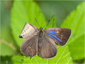 Blauer Eichen-Zipfelfalter - Neozephyrus quercus 06. Bei diesem weiblichen Blauen Eichen-Zipfelfalter war ein Flügelende eingeknickt. Wahrscheinlich konnte er seine Flügel nicht nichtig entfalten. Ich fand den Zipfelfalter an einem Waldweg in Hessen.