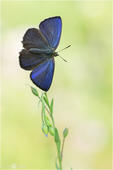 Blauer Eichen-Zipfelfalter - Neozephyrus quercus 07 kND. Zu sehen ist ein männlicher Blauer Eichen-Zipfelfalter mit geöffneten Flügeln. [Zuchtfoto]