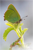Grüner Zipfelfalter - Callophrys rubi 03 kND. Auf der Brombeere habe ich den Grünen Zipfelfalter abgelichtet. Er wurde früher als Brombeer Zipfelfalter bezeichnet.