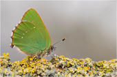Grüner Zipfelfalter - Callophrys rubi 04 kND. Auf diesem Querformat ist der Grüne Zipfelfalter zu sehen. Er wurde früher als Brombeer Zipfelfalter bezeichnet.