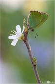 Grüner Zipfelfalter - Callophrys rubi 05 kND. Auf dieser Aufnahme kann man den Grünen Zipfelfalter sehen. Er wurde früher als Brombeer Zipfelfalter bezeichnet.