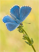 Himmelblauer Bläuling -  Polyommatus bellargus 01. Ein männlicher Himmelblauer Bläuling mit geöffneten Flügeln. Die Aufnahme ist mir am Kaiserstuhl geglückt.