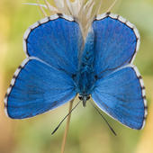 Himmelblauer Bläuling -  Polyommatus bellargus 06. Das Blau der Flügeloberseite des Himmelblauen Bläulings ist besonders intensiv.
