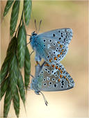 Himmelblauer Bläuling -  Polyommatus bellargus 12. Zu sehen ist die Paarung der Himmelblauen Bläulinge. Oben das Männchen, unten das Weibchen.
