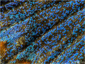 Himmelblauer Bläuling -  Polyommatus bellargus 22 kND. Hier ist ein Detail der Flügeloberseite eines blauübergossenen Weibchens des Himmelblauen Bläulings zu sehen. [Zuchtfoto]