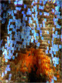 Himmelblauer Bläuling -  Polyommatus bellargus 23 kND. Zu sehen ist ein Flügeldetail was nur knapp 3 Millimeter klein ist. [Zuchtfoto]