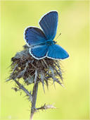 Silberfleck-Bläuling - Plebejus spec. 10. Schön blau sind die Männchen der drei heimischen Silberfleck-Bläulinge (oft fälschlich auch als Plebeius spec. bezeichnet) auf der Flügeloberseite.