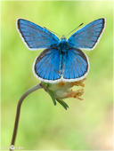 Wundklee-Bläuling - Polyommatus dorylas 05 kND. Auch die Männchen des Wundklee-Bläulings (manchmal auch fälschlich als Steinklee-Bläuling bezeichnet) haben blaue Flügeloberseiten.