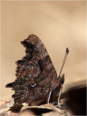 C-Falter - Nymphalis c-album 05. Der C-Falter gehört zu den Tagfaltern die als fertiger Schmetterling bei uns überwintern. So kann er das Blütenangebot im zeitigen Frühjahr nutzen welches anderen Arten nicht zur Verfügung steht. Er wird lateinisch auch Polygonia c-album genannt.