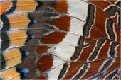 Erdbeerbaumfalter - Charaxes jasius 05 kND. Ein Flügeldetail eines Erdbeerbaumfalters. [Zuchtfoto]