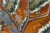 Erdbeerbaumfalter - Charaxes jasius 12 kND. Hier kann man ein Detail eines Flügels von einem Erdbeerbaumfalter sehen. [Zuchtfoto]
