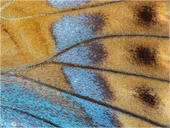 Großer Eisvogel - Limenitis populi 05 kND. Ein Flügeldetail eines Großen Eisvogel von der Flügelunterseite des Hinterflügels. [Zuchtfoto]