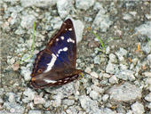 Großer Schillerfalter - Apatura iris 03. Bei dieser Aufnahme eines Männchens des Großen Schillerfalters kann man ein wenig den Schillereffekt auf der Flügeloberseite sehen der dem Falter den Namen gab.