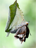 Großer Schillerfalter - Apatura iris 06 kND. Zu sehen ist ein großes Weibchen des Großen Schillerfalters kurz nach dem Schlupf wie es an der Puppenhülle hängt. Die Dame hate ca. 12cm Flügelspannweite was wirklich viel ist. [Zuchtfoto]