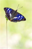 Großer Schillerfalter - Apatura iris 12 kND. Das Männchen des Großen Schillerfalters hat diesen tollen Schillereffekt und erscheint von der Flügelobrseite mit dem richtigen Lichteinfall in diesem schönen Blauton. [Zuchtfoto]