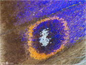 Großer Schillerfalter - Apatura iris 15 kND. Ein Flügeldetail eines Großen Schillerfalters. [Zuchtfoto]