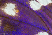 Großer Schillerfalter - Apatura iris 16 kND. Hier ist ein Flügeldetail eines männlichen Großen Schillerfalters zu sehen. [Zuchtfoto]