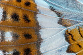 Kleiner Eisvogel - Limenitis camilla 03 kND. Hier ist die Flügelunterseite eines Kleinen Eisvogels im Detail zu sehen. [Zuchtfoto]