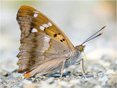 Kleiner Schillerfalter - Apatura ilia 05. Hier ist ein Kleiner Schillerfalter mit geschlossenen Flügeln zu sehen. Er wird gelegentlich auch als Espen-Schillerfalter bezeichnet.