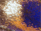 Kleiner Schillerfalter - Apatura ilia 12 kND. In dieser Detailaufnahme kann man gut die Flügelschuppen erkennen. Manche von ihnen schillern beim richtigen Lichteinfall blau. Zu sehen ist ein Kleiner Schillerfalter den man auch manchmal unter dem Namen Espen-Schillerfalter findet. [Zuchtfoto]