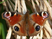 Tagpfauenauge - Nymphalis io 01. Das Tagpfauenauge gehört zu den in Deutschland heimischen Tagfaltern die als fertiger Schmetterling überwintern. Das bekannte Tagpfauenauge wurde   2009 zum Schmetterling des Jahres gewählt.