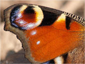 Tagpfauenauge - Nymphalis io 03. Zu sehen ist ein Augenfleck des Tagpfauenauges der sich auf der Flügeloberseite befindet.