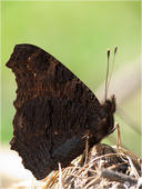 Tagpfauenauge - Nymphalis io 04. Mit geschlossenen Flügeln ist das Tagpfauenauge eher unscheinbar und sehr dunkel.