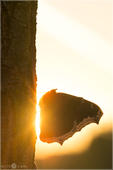 Trauermantel - Nymphalis antiopa 03 kND. Im Hintergrund dieses Trauermantels ist die gerade aufgehende Sonne zu sehen. [Zuchtfoto]