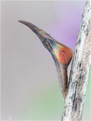 Aurorafalter - Anthocharis cardamines - Puppe 05 kND. Bei der Puppe des Aurorafalters kann man deutlich das Orange der Flügeloberseitenenden des Männchens durchschimmern sehen. Wenn sich die Puppe soweit verfärbt hat, dann dauert der Schlupf des Schmetterlings nicht mehr lange. [Zuchtfoto]