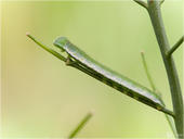 Aurorafalter - Anthocharis cardamines - Raupe 04 kND. Zu sehen ist eine Raupe des Aurorafalters an Wiesen-Schaumkraut. Neben dem Wiesen-Schaumkraut ist bei und vor allem die Knoblauchsrauke die wichtigste Futterpflanze der Raupen. [Zuchtfoto]