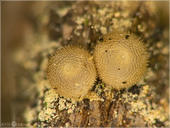 Brauner Eichen-Zipfelfalter - Satyrium ilicis - Ei 07 kND. Zu sehen sind zwei Eier vom braunen Eichenzipfelfalter. [Zuchtfoto]