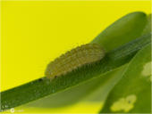 Hauhechel-Bläuling - Polyommatus icarus - Raupe 01 kND. Zu sehen ist eine kleine Raupe des Hauhechel Bläuling der auch als Gemeiner Bläuling bezeichnet wird. [Zuchtfoto]