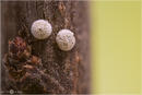 Nierenfleck-Zipfelfalter - Thecla betulae - Ei 07 kND. Zu sehen sind zwei Eier des Nierenfleck-Zipfelfalter der auch Birken-Zipfelfalter genannt wird.