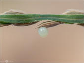 Braunauge - Lasiommata maera - Ei 02 kND. Auch bei der zweiten Generation konnte ich ein Braunauge bei der Eiablage in Lorsch beobachten. [Zuchtfoto]