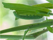 Braunauge - Lasiommata maera - Raupe 02 kND. Die grüne Raupe des Braunauges ist am Gras besonders gut getarnt. [Zuchtfoto]