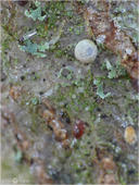 Brauner Eichen-Zipfelfalter - Satyrium ilicis - Ei 02. Neben dem Ei des Braunen Eichen-Zipfelfalters (auch nur Eichen-Zipfelfalter genannt) kann man auch noch Frost auf der Aufnahme erkennen.
