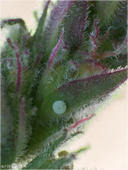 Faulbaum-Bläuling - Celastrina argiolus - Ei 01 kND. In meinem Garten konnte ich schon öfter Faulbaum-Bläulinge beobachten. Im Jahr 2013 habe ich dann auch einige Eier am Blutweiderich (Lythrum salicaria) am Teich entdecken können. [Zuchtfoto]