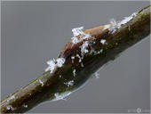 Großer Schillerfalter - Apatura iris - Raupe 02 kND. Eine gestackte Aufnahme einer Raupe des Großen Schillerfalters im Eismantel. [Zuchtfoto]