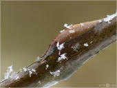 Großer Schillerfalter - Apatura iris - Raupe 03 kND. Eine Raupe des Großen Schillerfalters unter einer Eisschicht. [Zuchtfoto]