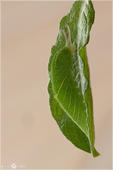 Großer Schillerfalter - Apatura iris - Raupe 05 kND. Gut getarnt ist die Raupe des Großen Schillerfalters an einem Blatt der Salweide. [Zuchtfoto]