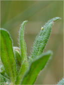 Grüner Zipfelfalter - Callophrys rubi - Ei 01. Zu sehen ist ein Ei des Grünen Zipfelfalters (den man früher auch Brombeer-Zipfelfalter nannte) am Sonnenröschen. Die Aufnahme ist aus Südhessen.