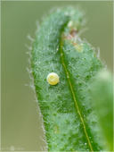 Grüner Zipfelfalter - Callophrys rubi - Ei 02. Hier die Draufsicht auf eine Ei des Grünen Zipfelfalters (den man früher auch Brombeer-Zipfelfalter nannte) am Sonnenröschen. Gefunden und aufgenommen habe ich das Ei in Südhessen.