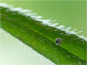 Grüner Zipfelfalter - Callophrys rubi - Ei 03 kND. Zu sehen ist ein Ei des Grünen Zipfelfalters (den man früher auch Brombeer-Zipfelfalter nannte) in das die Jungraupe bereits von innen ein Loch gefressen hat. Man kann auch schon die feinen Härchen der Raupe im Ei sehen. [Zuchtfoto]